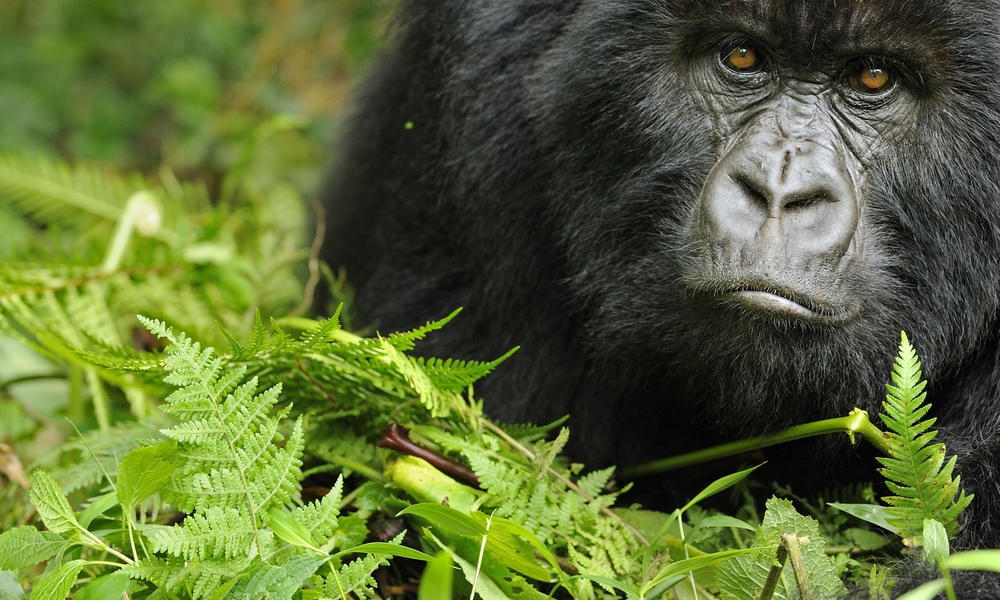 Gorilla Trekking Rwanda Vs Uganda Vs Congo, Comparing Best Gorilla Safaris In Africa