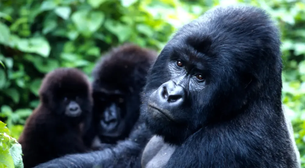 Congo Gorilla Trekking Safaris & Tours In Virunga National Park 2024