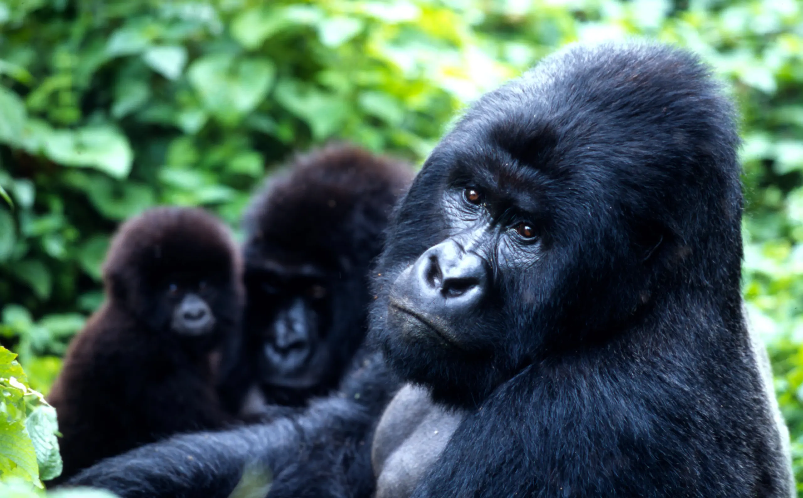 Congo Gorilla Trekking Safaris & Tours In Virunga National Park 2024