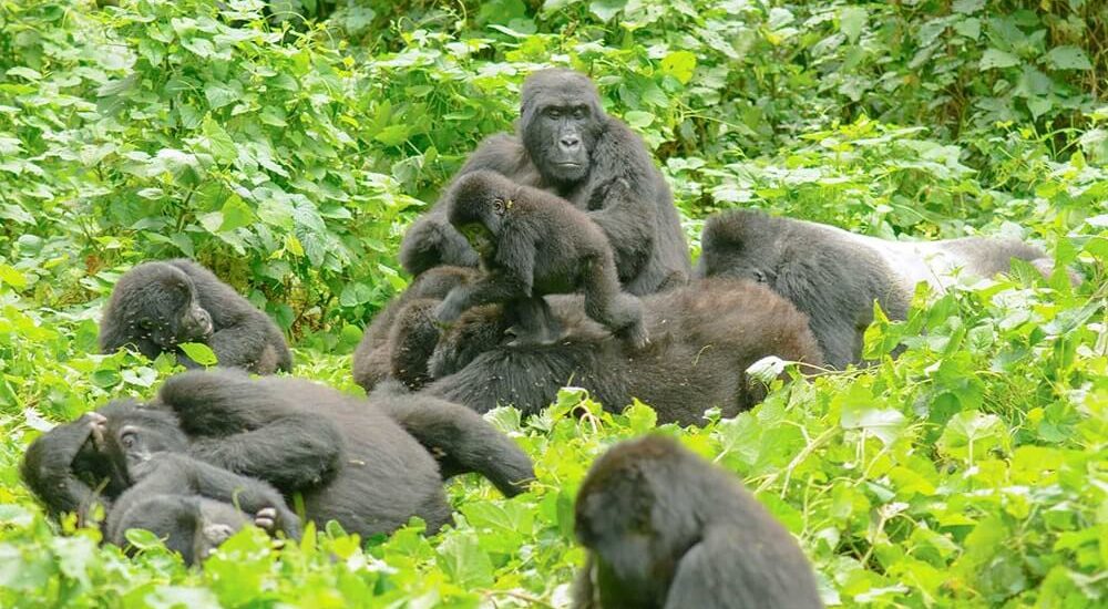 Where Best Can You Gorilla Trek?