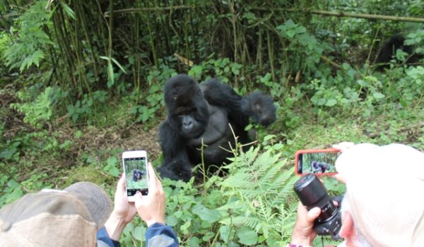 Rwanda Gorilla Safari For Honeymoon Couples