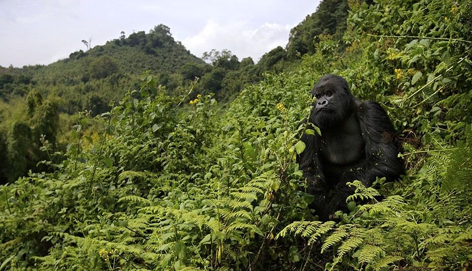 Rwanda Gorilla Treks