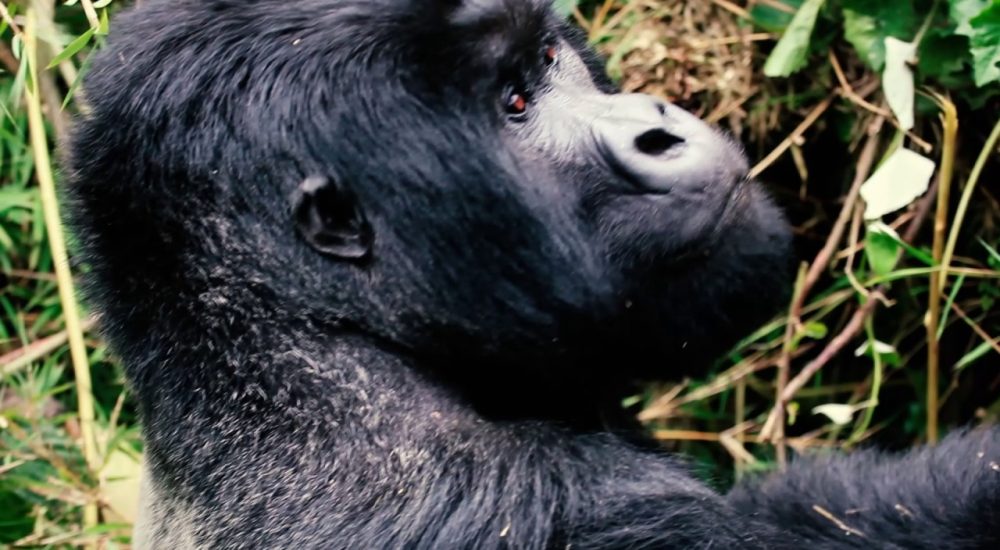 Gorilla Trekking In Nepal