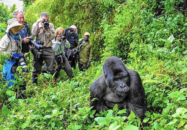 Gorilla Trekking Packages
