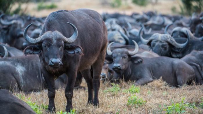 Buffalos in Uganda