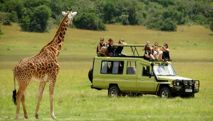 Rothschilds Giraffes in Uganda