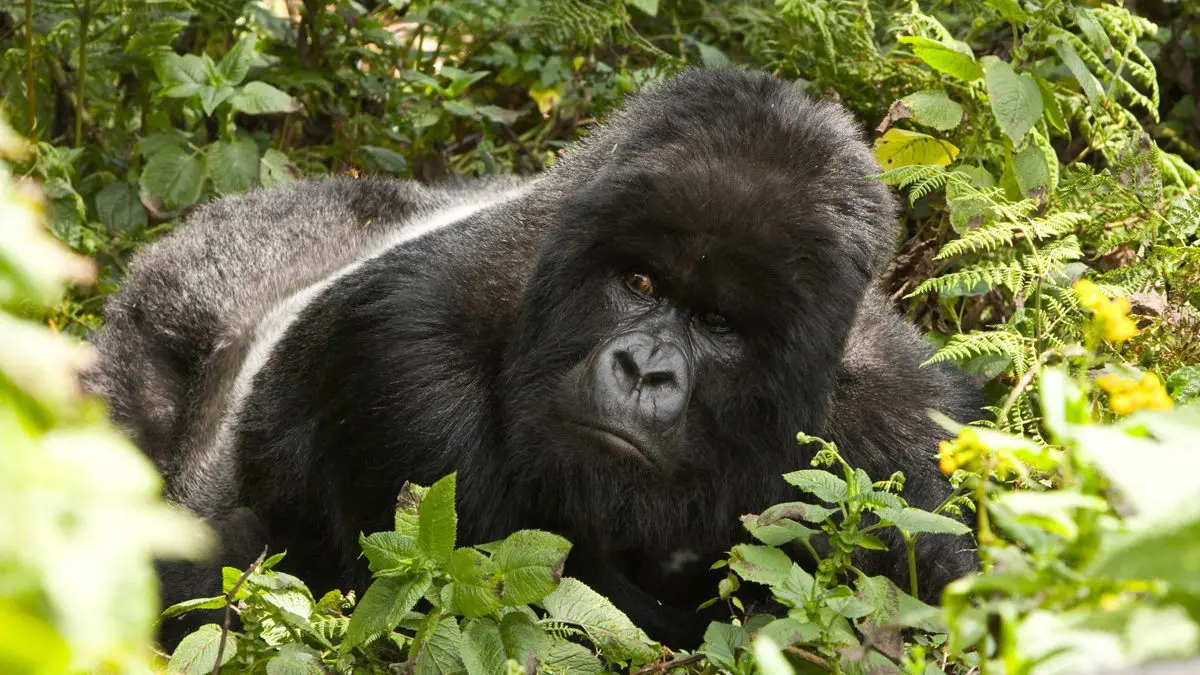 Gorilla habituation