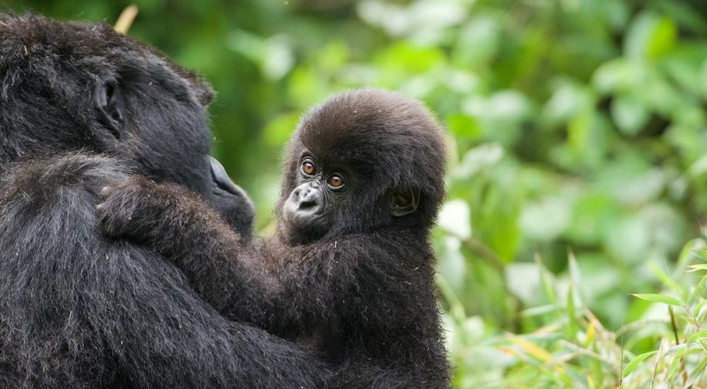The Gorilla Habituation Experience In Uganda