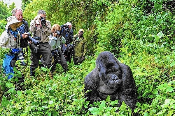 Congo Gorilla Trekking Safaris & Tours In Virunga National Park 2023