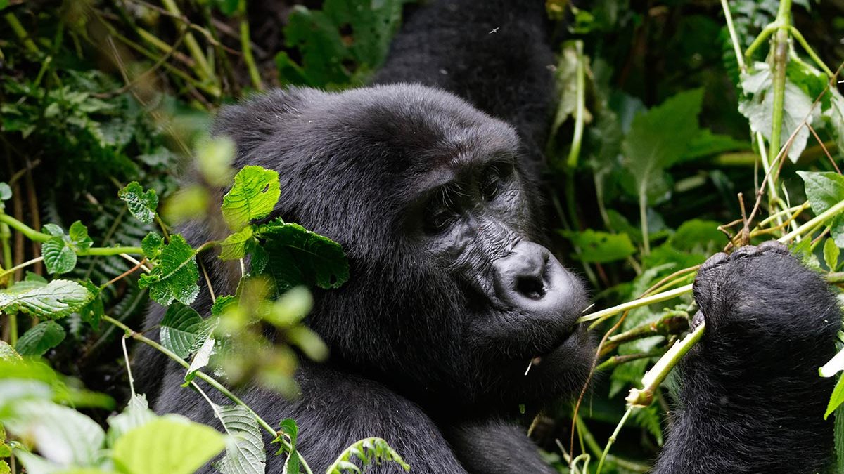 Gorilla Trekking –Is it Really worth my Time-Money-Effort?