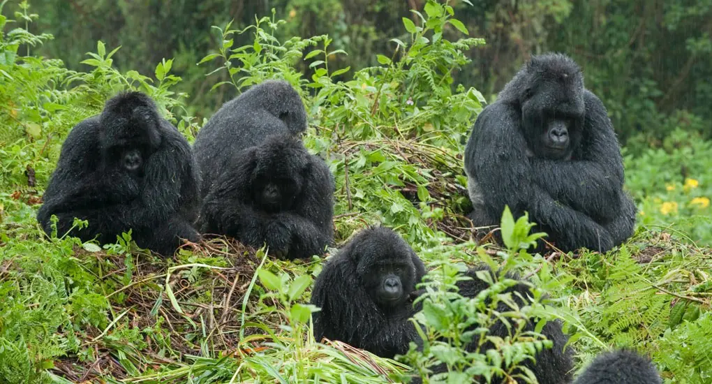 Gorilla tracking in Bwindi Impenetrable forest