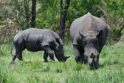 black rhinos
