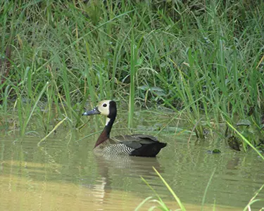 Ziwa rhino sanctuary