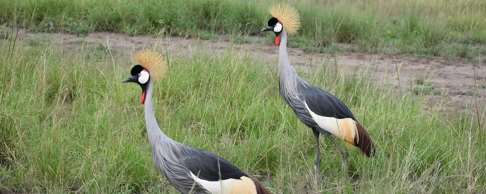 Ziwa rhino sanctuary