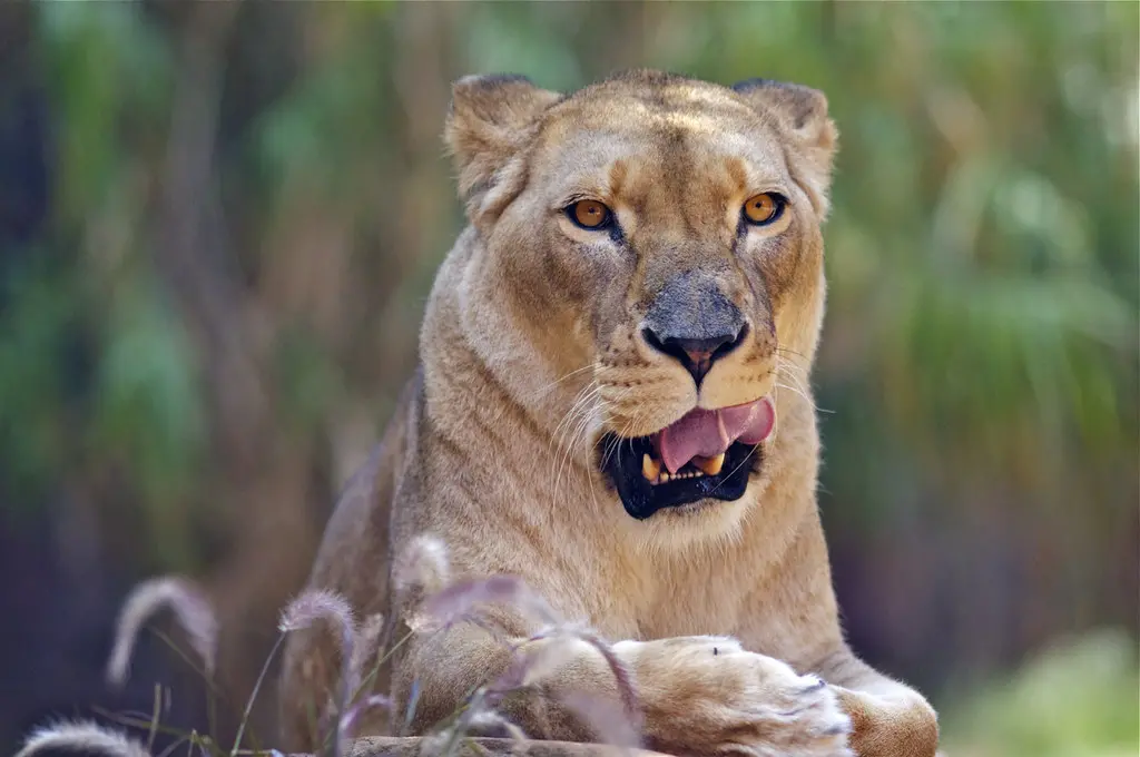 Lions in Uganda