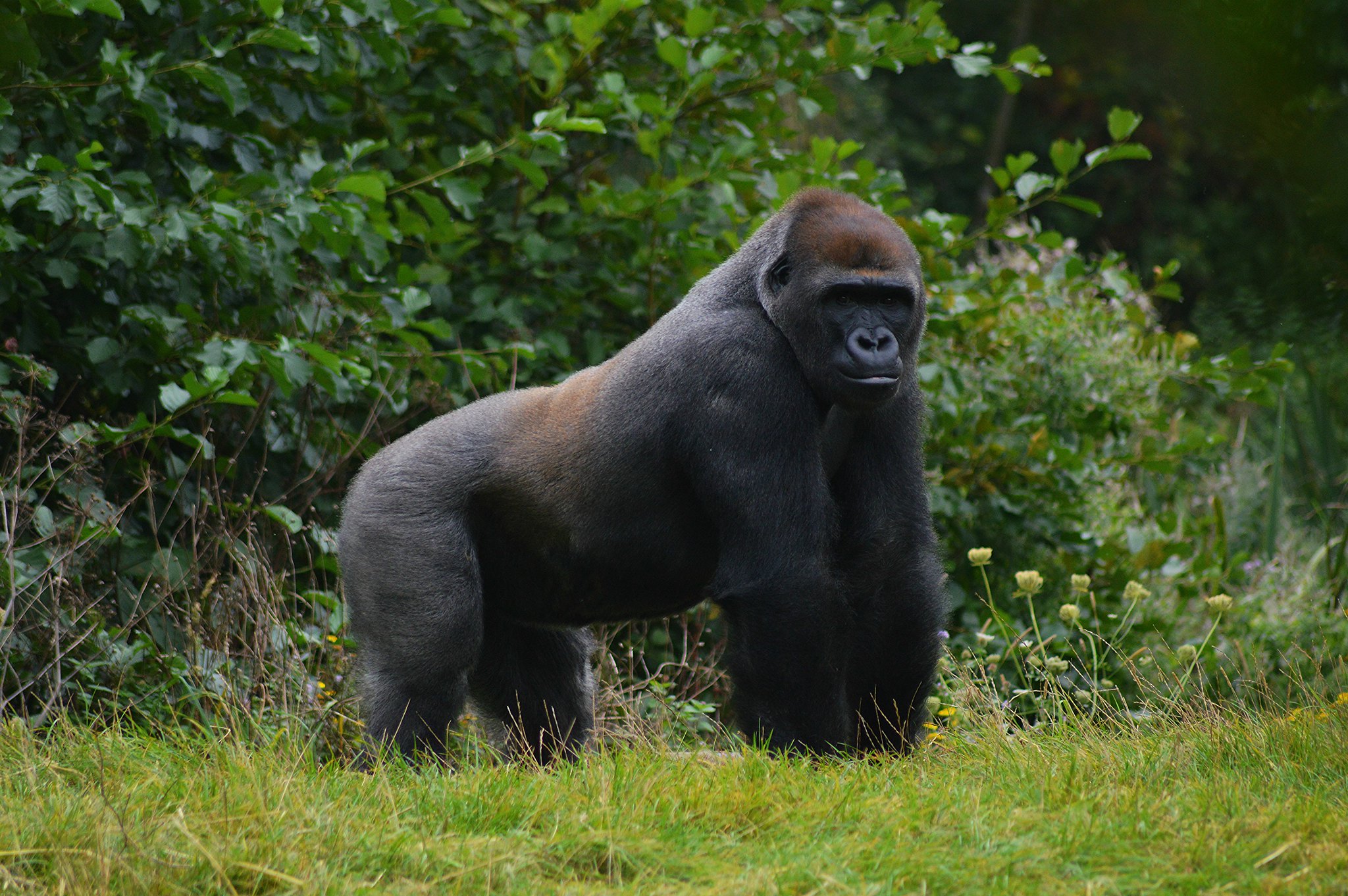 FACTS ABOUT MOUNTAIN GORILLAS