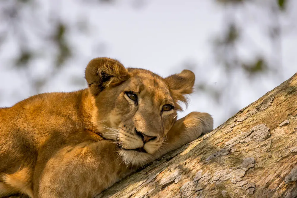 Queen Elizabeth national park