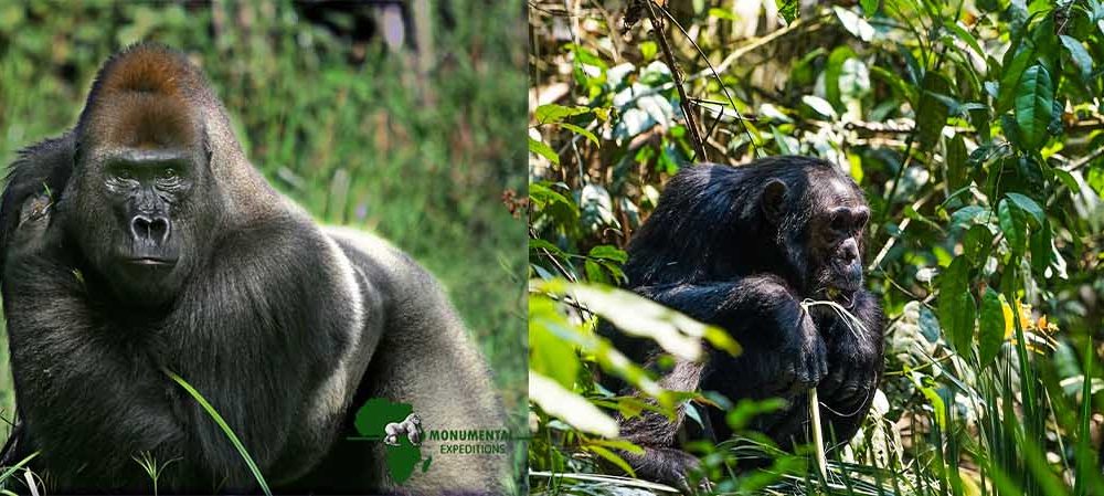 4 Day Rwanda Gorilla And Chimpanzee Trekking Safari