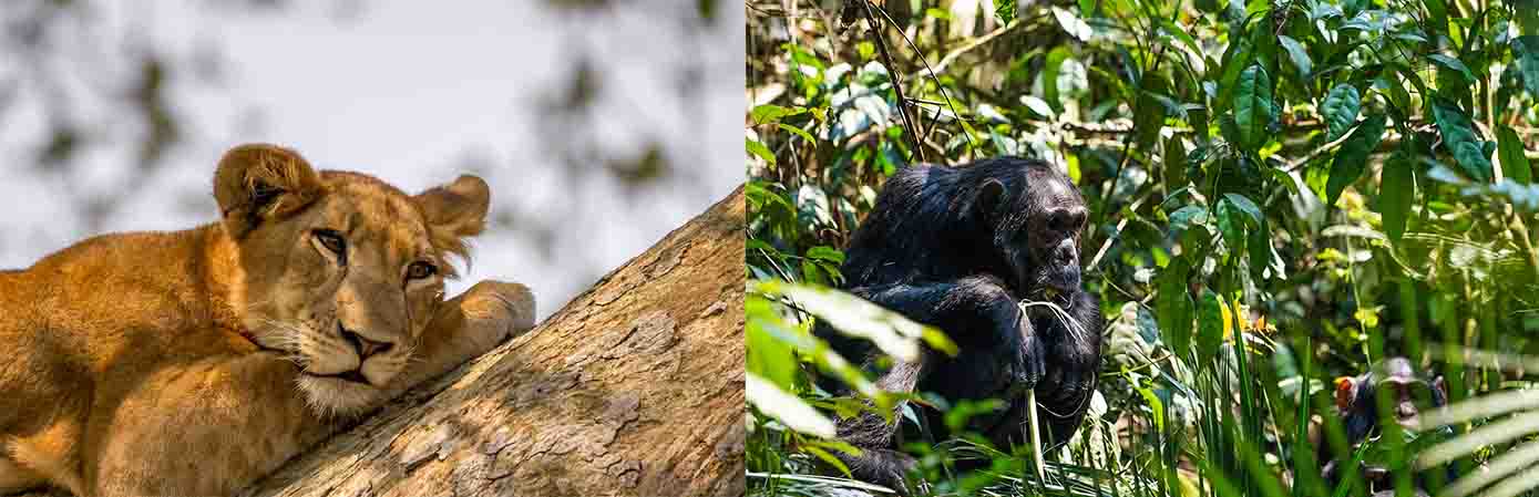 8 Days Uganda Chimpanzees and Wildlife Safari