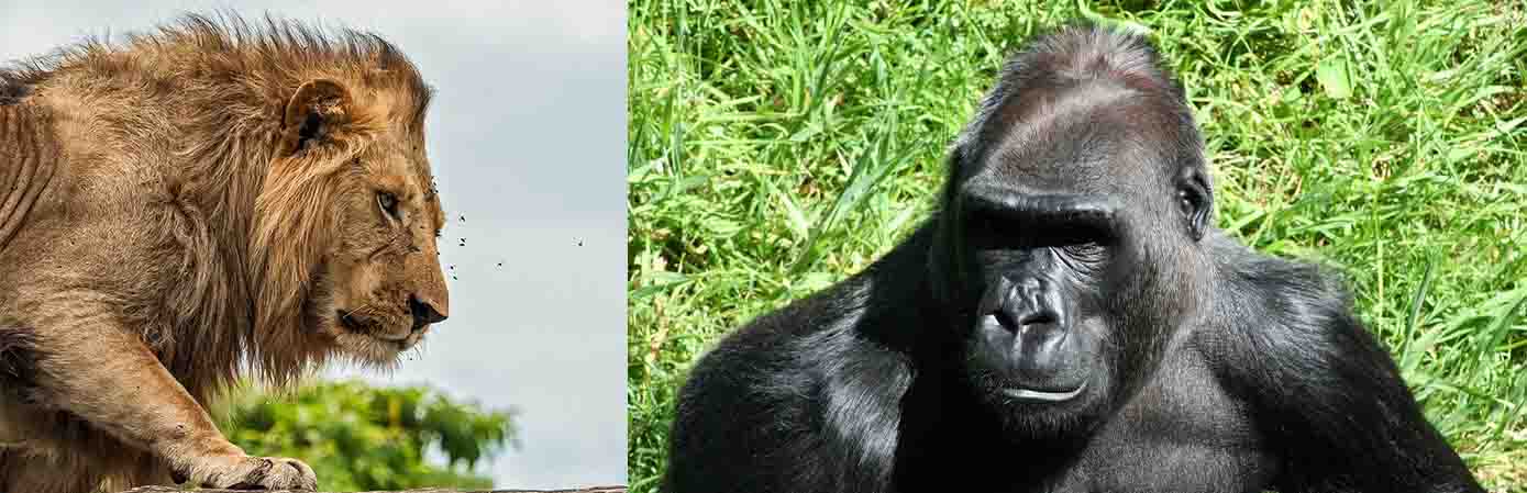6-day Uganda gorilla and wildlife safari