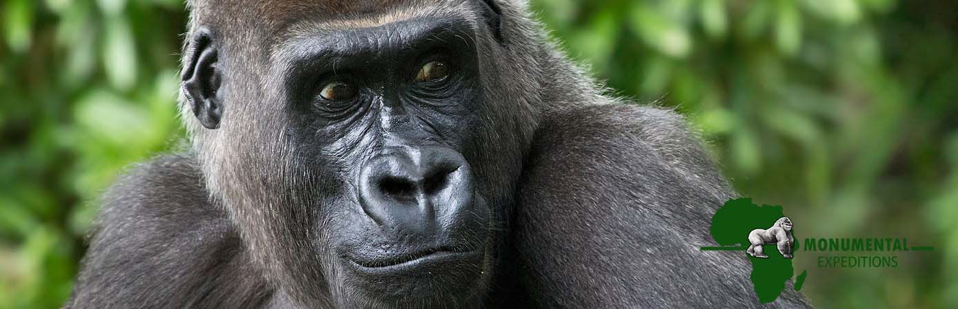 4 Day Nyirangongo and Volcanoe Gorilla Safari