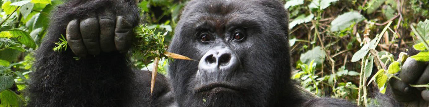 3 Day Bwindi Gorillas and Lake Bunyonyi Safari