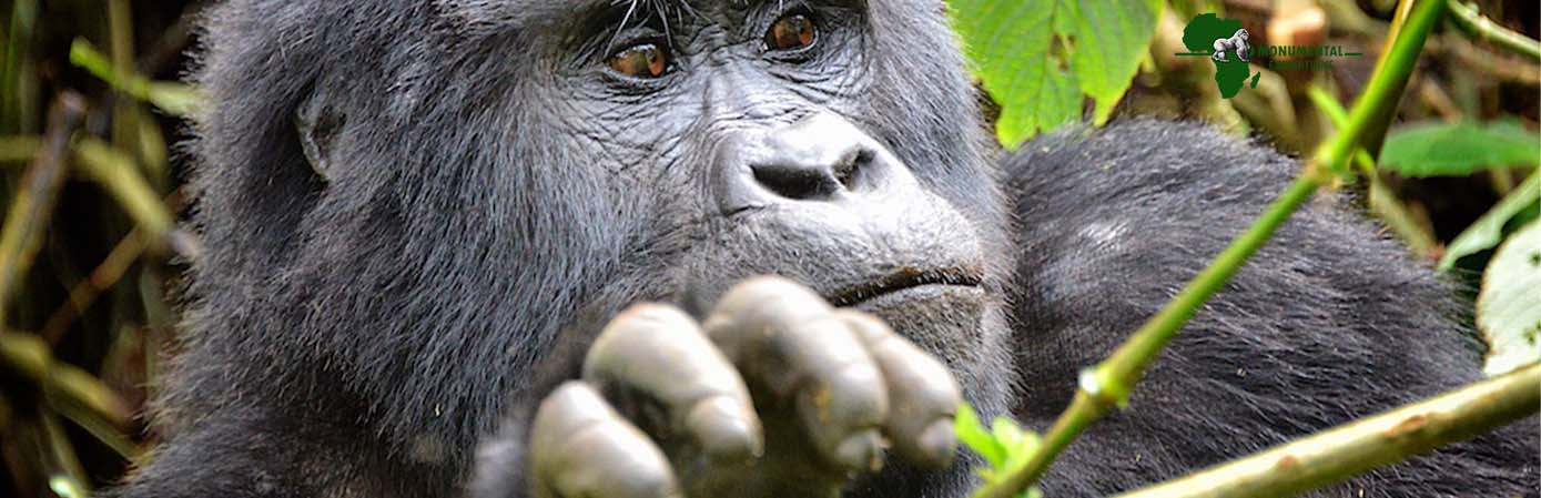 4 Days Rwanda and Uganda Gorilla safari