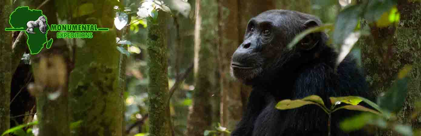 12 Days Uganda Wildlife and Gorilla Safari