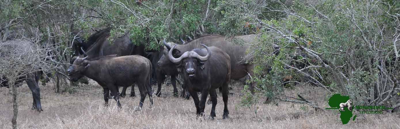 Buffalos in Uganda