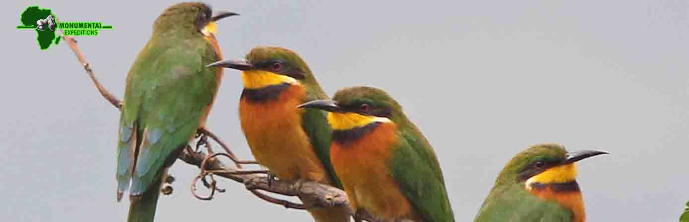 11 Days Uganda Birding