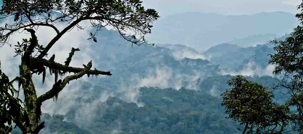 Bwindi Impenetrable National Park