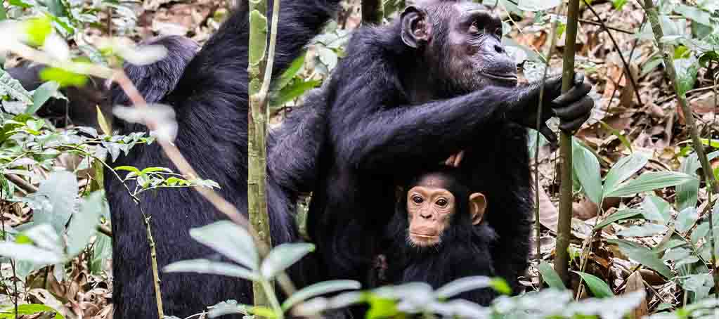 Chimpanzees and their behaviors