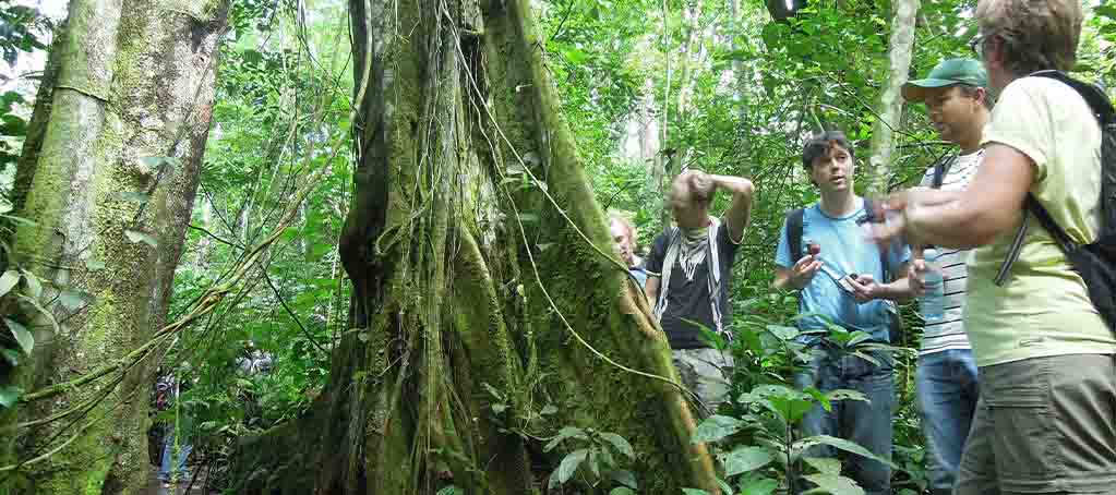 Mabira Forest