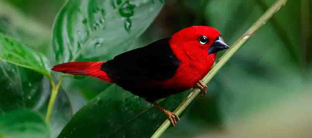 Mabira Forest