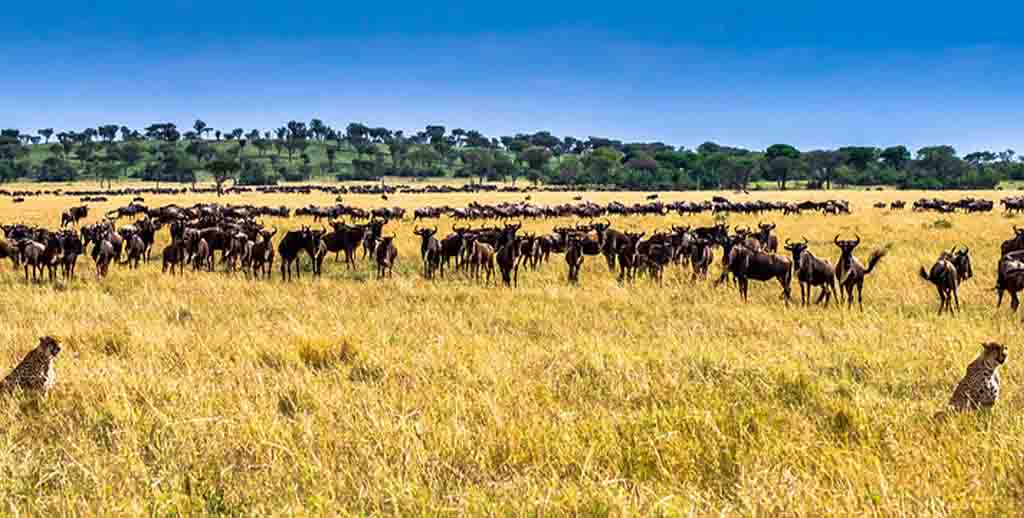 Masai Mara