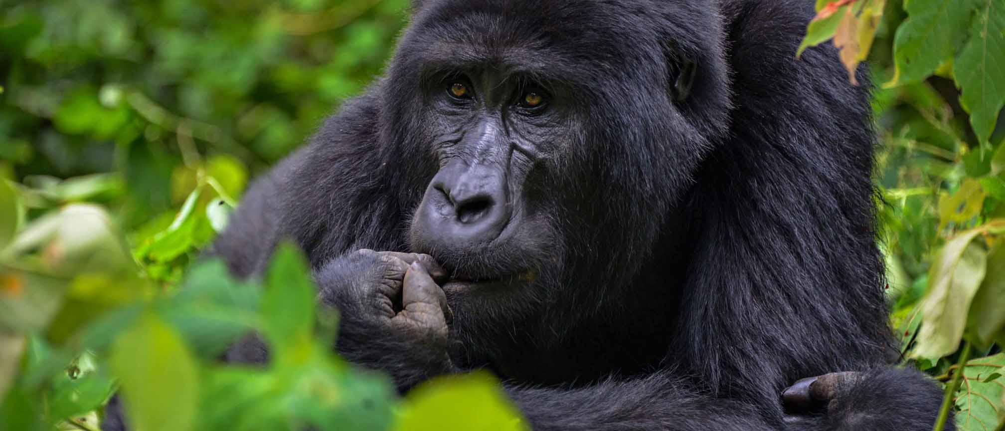 A thrilling and humbling adventure awaits: gorilla trekking.