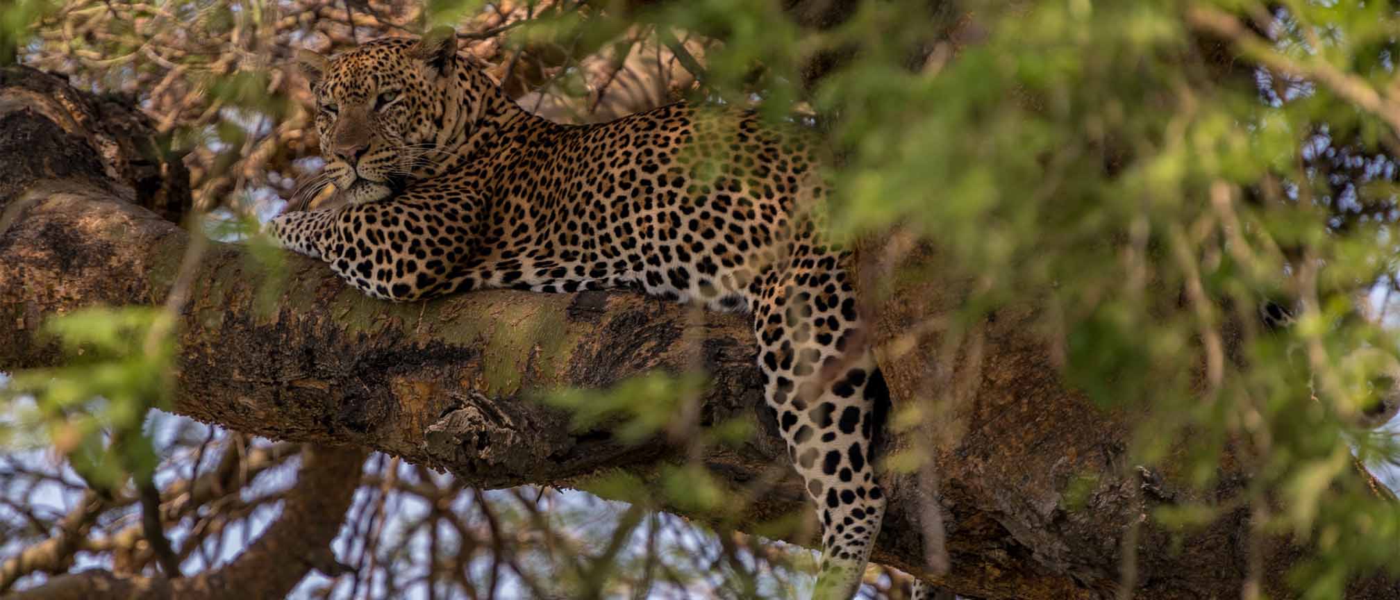 10-day Uganda wildlife safari