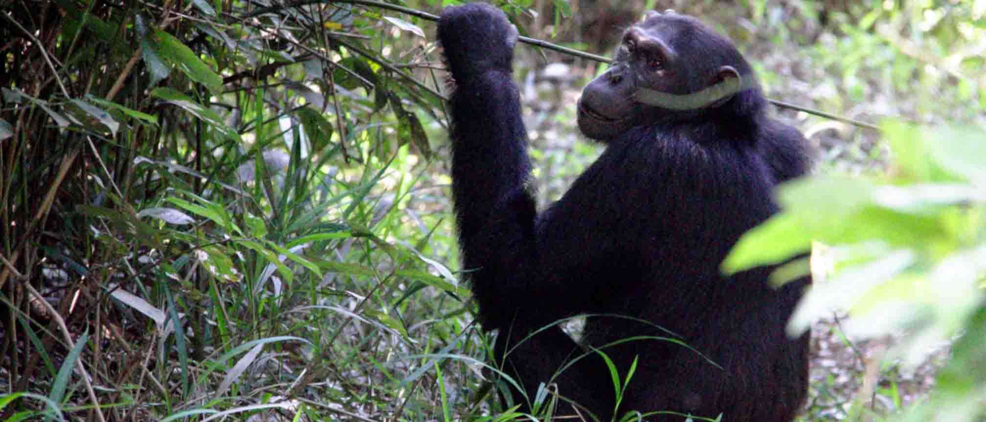 10-day Uganda wildlife safari