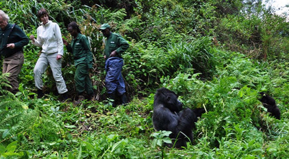 Eco Tourism: Saving Mountain Gorillas In Africa