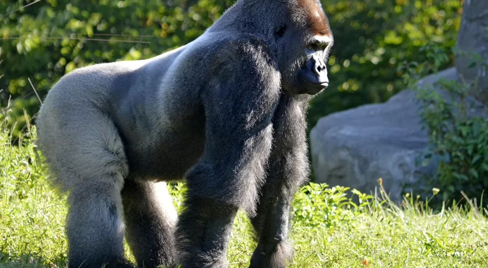 Where To See Gorillas In Africa: Best Gorilla Watching Holidays