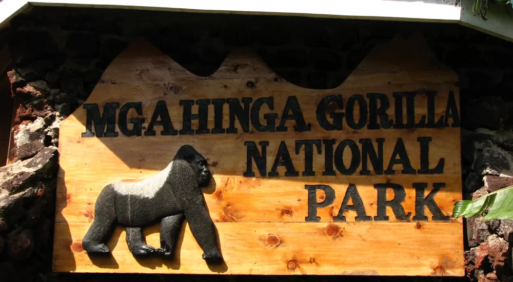 Gorilla Trekking In Bwindi Vs. Mgahinga: A Primate Adventure Comparison
