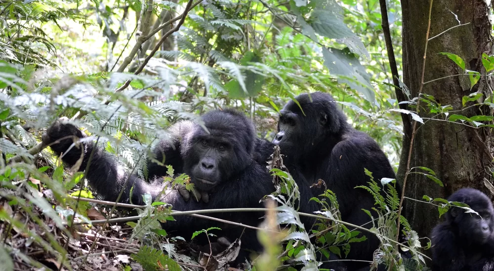 10 Compelling Reasons To Go Gorilla Trekking In Uganda
