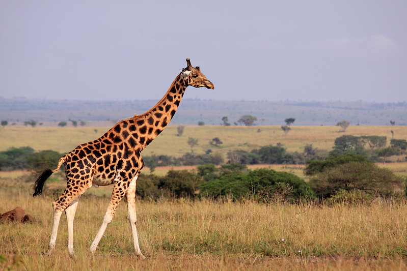 The Ultimate Guide To Planning A Budget Safari In Uganda