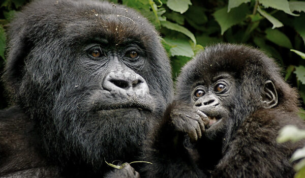 Changes In The Golden Ticket To Gorilla Trekking Adventures In Africa : The Gorilla Permit