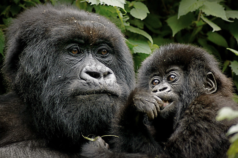 Changes in The Golden Ticket To Gorilla Trekking Adventures In Africa : The Gorilla Permit