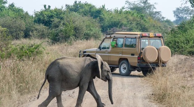 10 Tips For Saving Money On Your Uganda Budget Safari