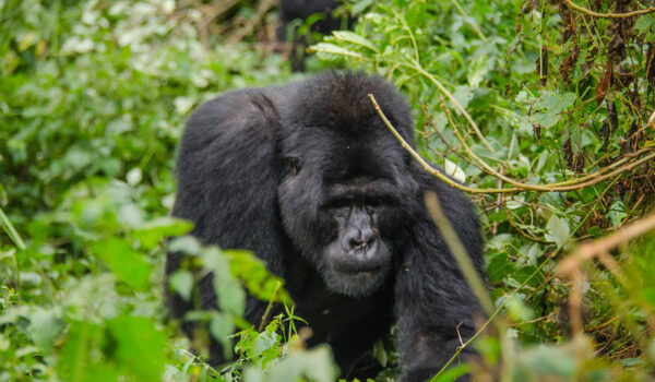 Newly Opened Gorilla Tracking Families