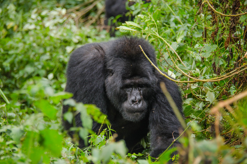 Newly Opened Gorilla Tracking Families