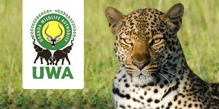 Changes in UWA conservation tariff | uganda gorilla trekking fees go high | uganda chimpanzee trekking fees go high with effect of 1st july 2024 to 30th june 2026