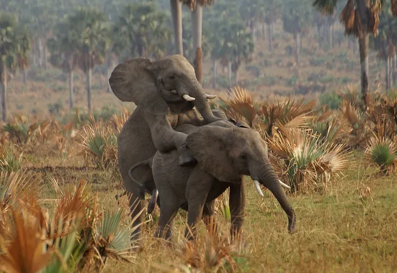 african safari in december